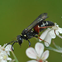 Nysson maculosus